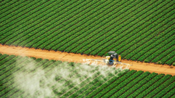 Reliable Bunk Foss, WA Pest Control Solutions