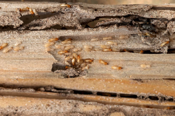 Best Pest Control for Restaurants  in Bunk Foss, WA